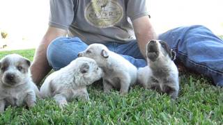 Red Heeler Puppies Singing [upl. by Nosna]