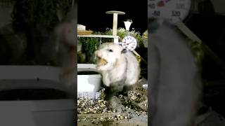 🔴 OPOSSUM AT BIRD FEEDER 🥳 [upl. by Latea]