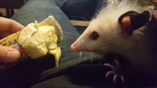 Eleanor baby possum eating banana [upl. by Blaseio]