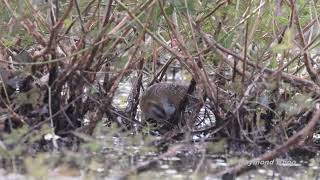 Baillons crake Zapornia pusilla  Marina East Drive Singapore nature birds [upl. by Rubin]