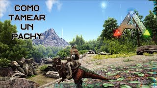 Como tamear un Pachy de manera fácil y rápida En Ark Survival Evolved [upl. by Pilar101]