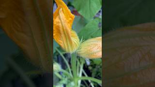 DOUBLE Headed Courgette Flower courgette courgettes zucchini blossoms floweringplant ukgarden [upl. by Amoreta]