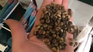 Winnowing machine ISM5 th  coffee beans cleaning and sorting [upl. by Ssegrub]