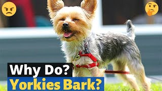 Why does my Yorkie bark and How to Stop Excessive Barking [upl. by Ettenom]