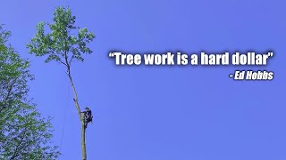 Tree work is a hard dollar [upl. by Strohben]