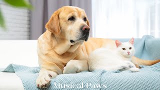 Soothing Lullabies for Cats and Dogs  Relaxing Music to Soothe and Comfort Pets and Help Calm [upl. by Beutner]