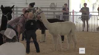 Fiber Animal Show at Scotts Bluff County Fair 2024 [upl. by Annor785]