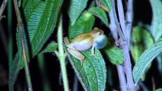 Dendropsophus minutus  Pinhalzinho SP [upl. by Nastassia]