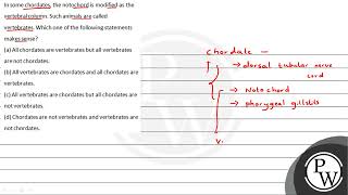 In some chordates the notochord is modined as the veriebral columin Such animals are called ve [upl. by Klarika482]