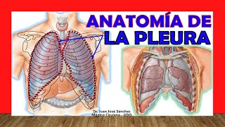 🥇 Anatomía de la PLEURA Fácil Rápida y Sencilla [upl. by Acinom]