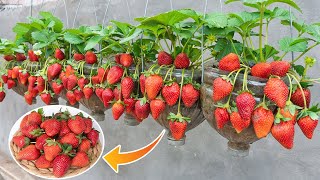 Method of growing strawberry hanging in plastic bottles  Grow strawberries without a garden is easy [upl. by Habas]