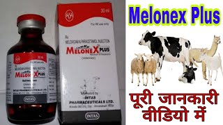 Melonex plus injection veterinary uses in Hindi मेलोनेक्स प्लस इन्जेक्शन उपयोग [upl. by Sephira]