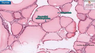 Histology of thyroid gland  Shotgun Histology [upl. by Landan743]