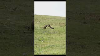 Marmottes on Courchevel [upl. by Oetam684]