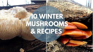 Wild Mushroom Foraging Identification and Cooking 常见野生菌十种 [upl. by Manchester]