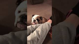 Reuben the Bulldog I WILL SING YOU THE SONG OF MY PEOPLE [upl. by Faith]