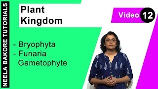 Plant Kingdom  NEET  Bryophyta  Funaria Gametophyte  Neela Bakore Tutorials [upl. by Aldredge]