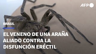 Una araña venenosa encontrada en Brasil aliada contra la disfunción eréctil  AFP [upl. by Lladnik]