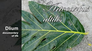 Breadfruit Artocarpus altilis  part 2 [upl. by Jude]