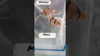 How to find Male  Female in Tiger Barb Fish [upl. by Biagio802]