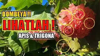 LIHATLAH ‼️ Ramainya Lebah Apis amp Trigona di Bunga Dombeya flower that bees like the most dombeya [upl. by Ainesy505]