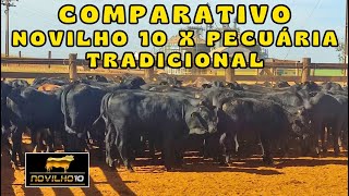 Comparativo Novilho 10 x Pecuária Tradicional [upl. by Ilonka]