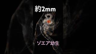 ゾエア幼生がフンをする貴重なシーン🐚🦀 顕微鏡 zoea 海洋生物観測所 shorts [upl. by Borden]