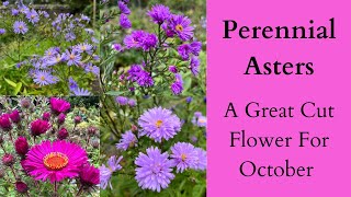 Perennial Asters A Great Cut Flower For October [upl. by Annayrb136]