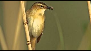 Sedge Warbler Bird Call Bird Song [upl. by Biebel]