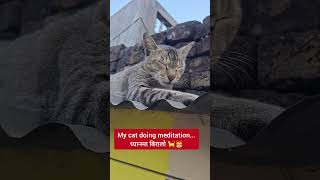 मेरो बिरालोले ध्यान गर्दै छ🐈️🐯 My Cat doing Meditation Cat Videos  Cats Vlog  Cat Blog [upl. by Chantalle]