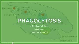 Phagocytosis [upl. by Neraa]