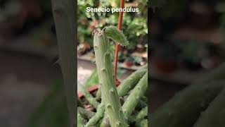 senecio pendulus hidratacion jardin plantas jardin tipsyconsejos senecio gardening music [upl. by Irrep]