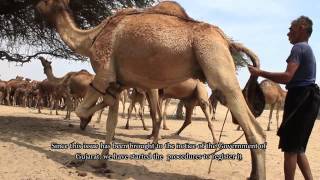 The Kharai Camels Amazing Camel Breed of India [upl. by Capwell]