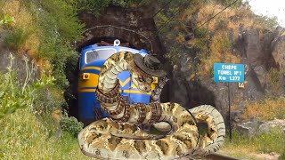 ANGRY ANACONDA vs TRAIN by Sun Daily [upl. by Einal215]