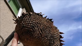 Sowing Sunflowers From Last Years Seed Heads [upl. by Drucill]