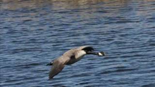 Goose Landing in Horicon Marsh Wisconsin [upl. by Mages]