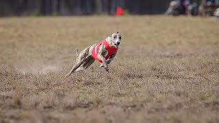 How to Train Your Whippet for Dog Sports Success [upl. by Davita297]