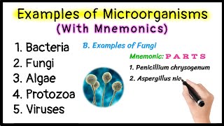 Examples of Microorganisms with Mnemonics  Bacteria  Fungi  Algae  Protozoa  Viruses [upl. by Rosalba]