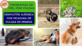 Problemas de piel por pulgas  Todo sobre la dermatitis alérgica por picadura de pulgas en perros [upl. by Rambort]