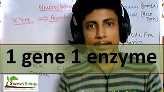 One gene one enzyme hypothesis [upl. by Mcleod978]