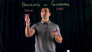 Hexokinase vs Glucokinase [upl. by Dippold367]