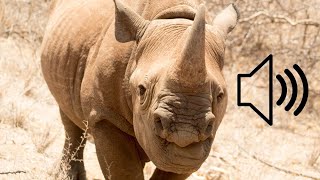 Rhino Sound Effect  Wild Animal Sounds  Love Pets [upl. by Swayne242]