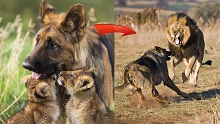 Dog raised abandoned lion cubs but two years later something shocking happened [upl. by Meredeth407]