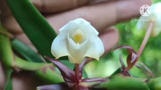 เอื้องสายฝน  Eria mucronata Lindl orchid กล้วยไม้ป่า ยะลา [upl. by Raquel]