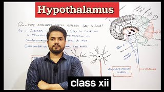 why Hypothalamus is considered as Thermostat of the body  XII Biology [upl. by Dusa]