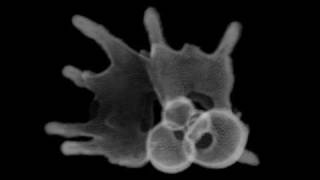 CT scan fossil Planktonic foraminifera  浮遊性有孔虫 [upl. by Richel]