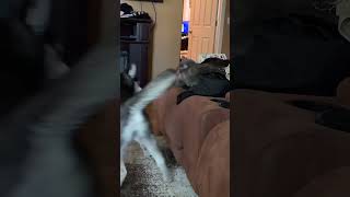 Cat beats up Husky with Skippity Paps 😂siberianhusky dogvscats funnyanimals [upl. by Tiffani]