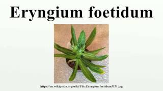 Eryngium foetidum [upl. by Antony727]