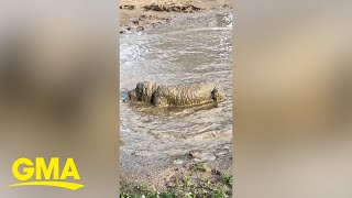 Playful dog cakes herself in mud [upl. by Kale]