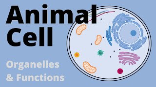 Structure and Function of the ANIMAL CELL explained Organelles [upl. by Mialliw749]